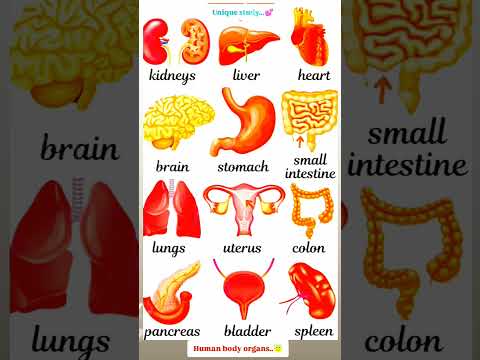 human body organs