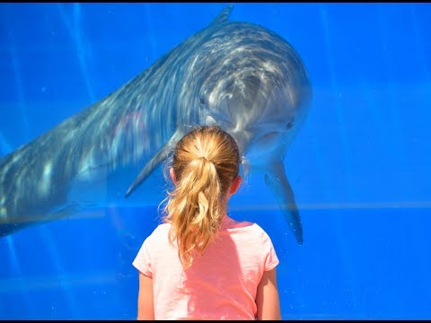 Video: Kanada Zakazuje Zajetí Delfínů, Velryb A Sviňuchy