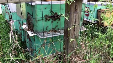 Combining Queenless Bees to Queen-Right Colony