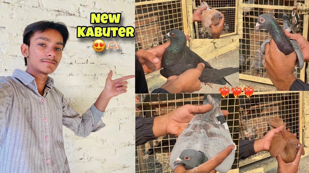 5 गोले कबूतर गिफ़्ट में मिले 🎁 🕊️ Khol bhi Diye kabuter 😍