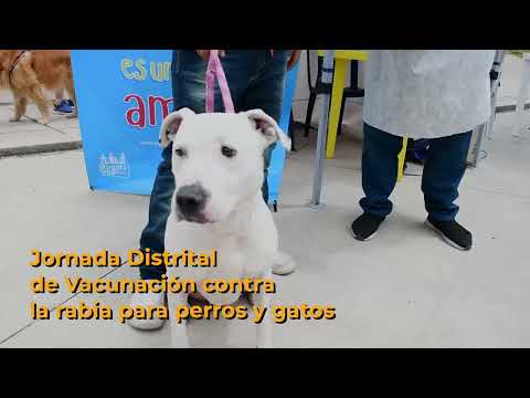 Video: ¿Una vacuna contra la rabia enfermará a un perro?