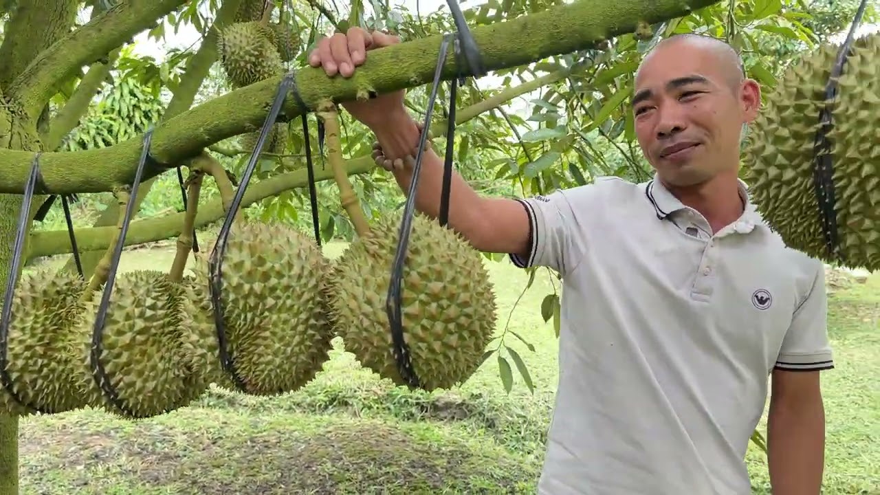 Kỹ thuật chăm sóc sầu riêng giúp lên cơm lên màu.