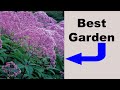 Butterfly garden joe pye weed  definitive guide