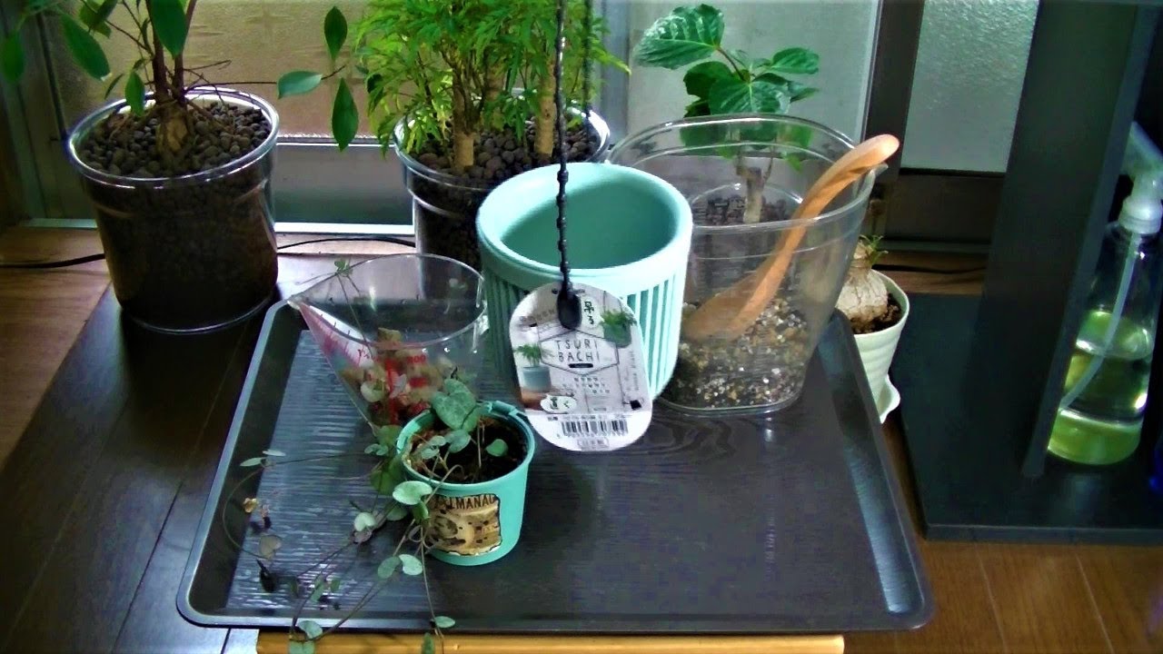 観葉植物 ハートカズラの植え替え Youtube