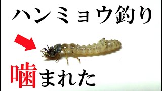 【恐怖】(後編)ハンミョウの幼虫の捕食がヤバイ件