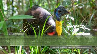 Northern Cassowary Sound  Deep vibrating call from a wild cassowary in New Guinea