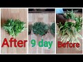 Gende ki cutting kaise lagaye // गेंदे की कटिंग कैसे लगाए ।। How to propagate marigold cutting