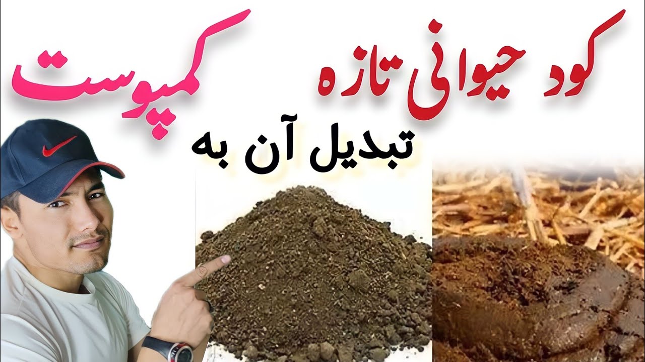 کود حیوانی تازه را چگونه به کمپوست تبدیل کنیم؟ روش پوسیده ساختن کود حیوانی تازه