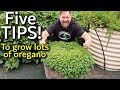 5 Tips How to Grow a Ton of Oregano in Containers