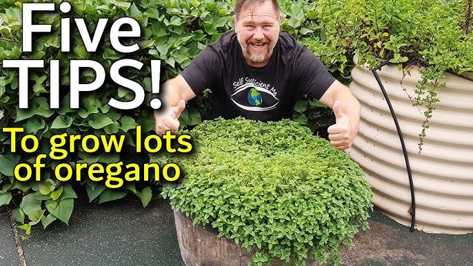 Best pot for oregano