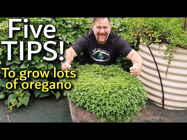 Growing italian oregano (your oregano, Italian oregano, oregano plant, essential oils, concentration essential) Growing italian oregano