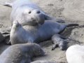 Elephant Seals: Warning, some graphic images. North of San Simeon, CA.