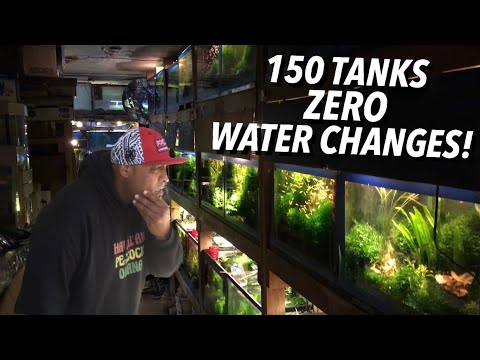 LOCAL FISH STORE DOES ZERO WATER CHANGES!