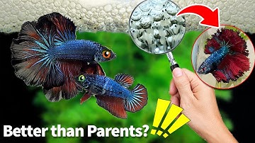 Mastering the Art of Breeding Betta Fish (Part 2): Expert Tips and Techniques #bettafry