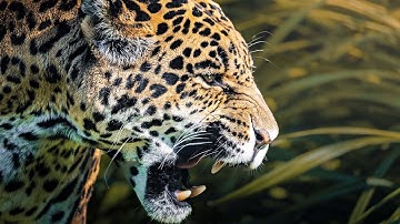 JAGUARS: The King Predators Of The Jungle | 4K