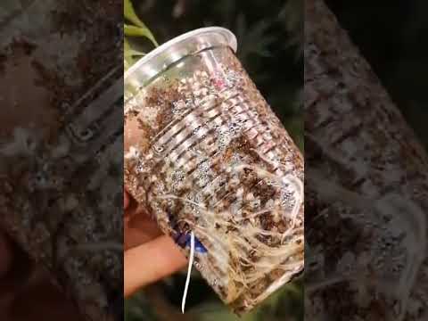 اموزش قلمه گیری از گیاه مادر کانابیس اموزش ریشه دار کردن قلمه با تراکم بالا هر روز چندین اموزش