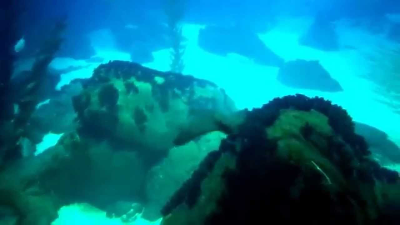 Ocean life. Lisbon Oceanarium. May 2015