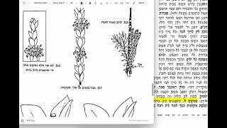 דף יומי מסכת סוכה דף לג Daf yomi Succa daf 33 שמואל נבון