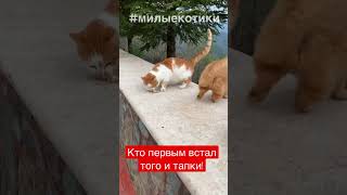 Смешные коты: Невероятная ситуация #1 - Приколы с животными