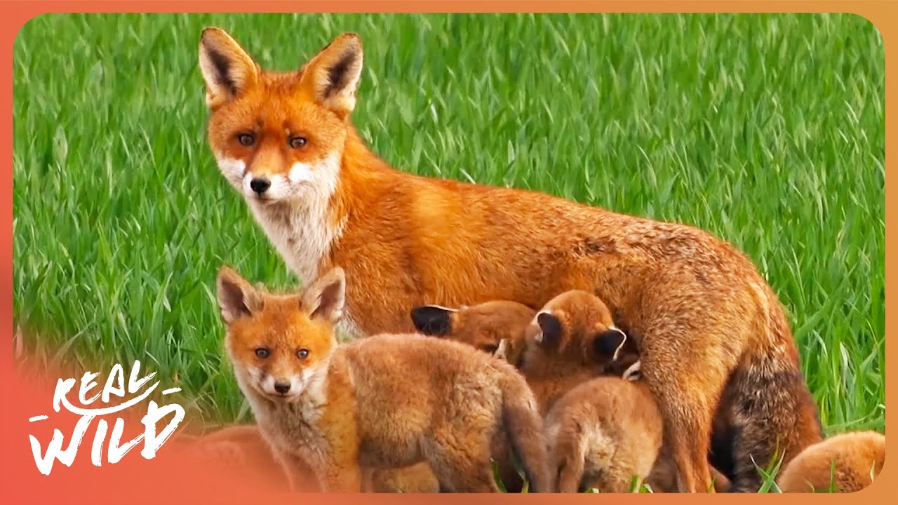 Documentary backdrop image for WILD EUROPE | Incredible Wildlife in the World's Toughest Habitats (2026)