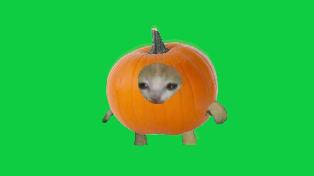 Pumpkin Cat Running  | Green Screen