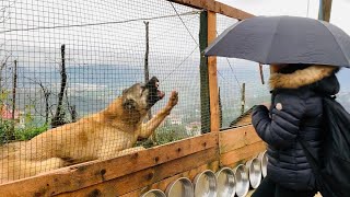 RÜMEYSA EVE YABANCI GİBİ YAKLAŞINCA KÖPEKLERİMİN TEPKİSİ.!!