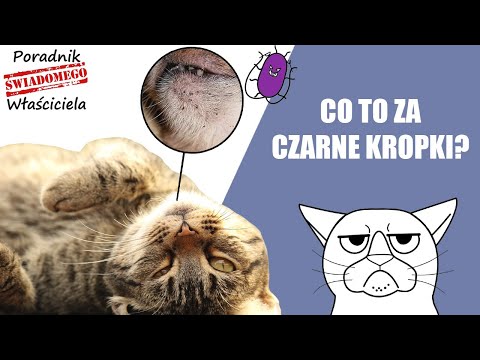 Wideo: Trądzik U Kotów