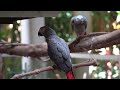 RARE BIRDS | Life In The Animal Kingdom: Series 2, Episode 2 | 4K