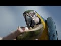 RARE BIRDS | Life In The Animal Kingdom: Series 2, Episode 2 | 4K