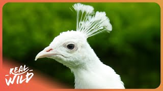LIFE IN THE ANIMAL KINGDOM - RARE BIRDS