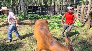 Vampire Und Vampir Paste Ii