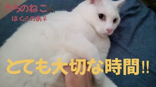 うちのねこ‍⬛はく♂のあ♀  とても大切な時間‼