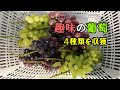 趣味のぶどう栽培　4種類の自家製葡萄を収穫しました