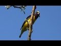 FIM-FIM (EUPHONIA CHLOROTICA), PURPLE-THROATED EUPHONIA, GURIATÃ-DE-COLEIRA, GATURAMO, FI-FI.