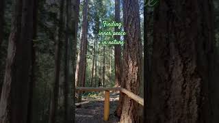 Finding Inner peace on a beautiful nature walk #shortsfeed #shortsvideo #naturetherapy #innerpeace