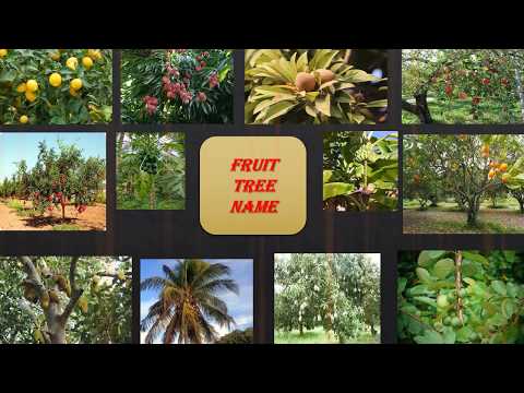 Fruit Tree Name For Kids Trees Name Youtube