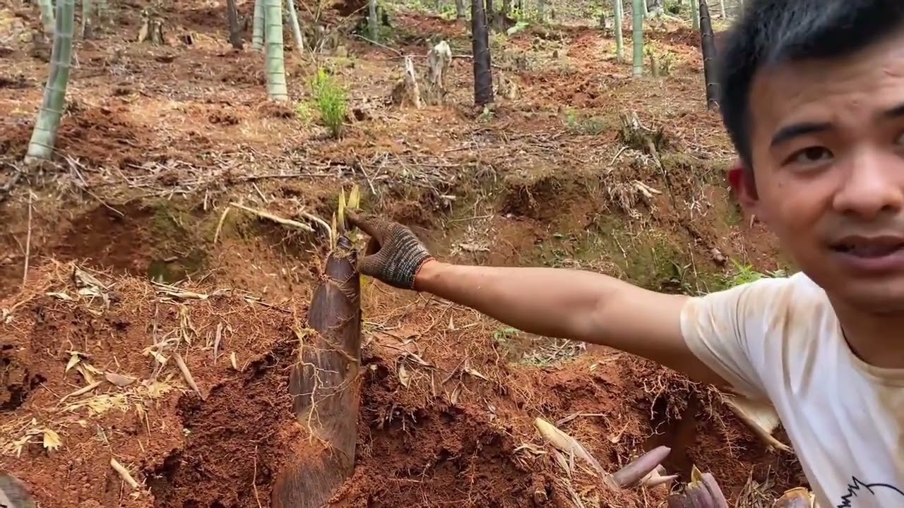 阿峰和朋友上山挖笋，笋窝不断随手一挖就是惊喜，一个20多斤太顶了！