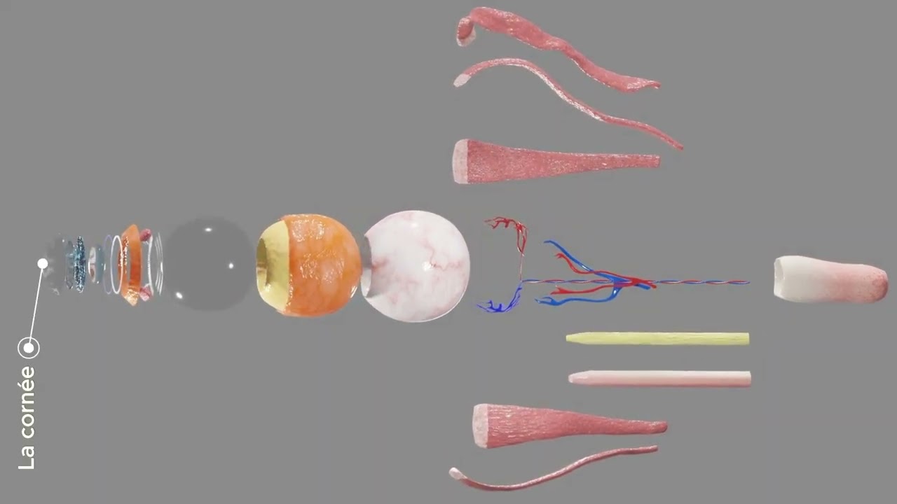 Anatomie de l'oeil - Docteur Synapse