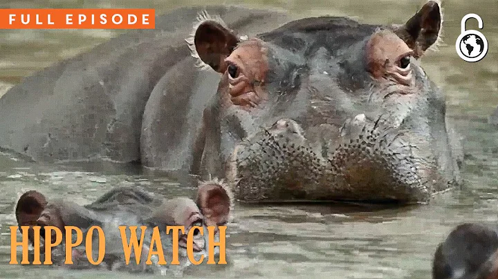 Hippo Watch With Steve Backshall Season 1 Episode 1 Full Episode