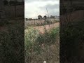 tractor 🚜 RSYT444 #share #shorts #popular#tarctor #tochanking #tochan #nisudeswal #viral#shortvideo
