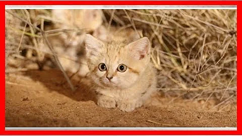 Sand cat kittens spotted in the wild for first time and captured on camera