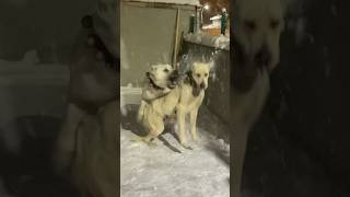 Neden Bi̇r Anda Böyle Si̇ni̇rlendi̇ ? Öpek