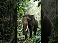 #elephant #wildlife #whowillbemylifepartnerta #animals #ihavethisthingwithplants #nature