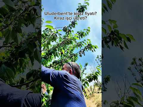 🍒 Kiraz Para Etmiyor! İşçi Ücreti Bile Çıkmıyor…