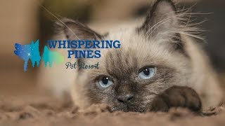 Dog and Cat Boarding Kennel Longmont CO | Whispering   Pines Pet Resort