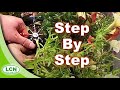 How To Install Drip Irrigation for Potted Plants