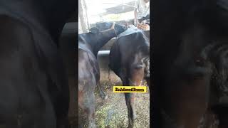 P.D in cows | How to do Pregnancy Diagnosis in 3 & 4 month | गरबजाँच तीन और चार महीने में कैसे करे |