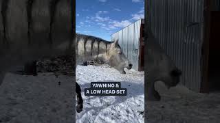 5 signs your horse is relaxed