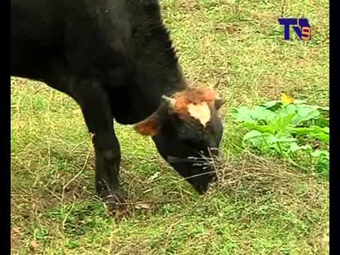 ადიგენისა და ასპინძის მუნიციპალიტეტებში ბრუცელოზის 42 შემთხვევა დაფიქსირდა