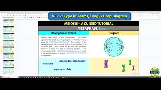 Meiosis Guided Tutorial - Interactive Drag & Drop Activity in Google Slides